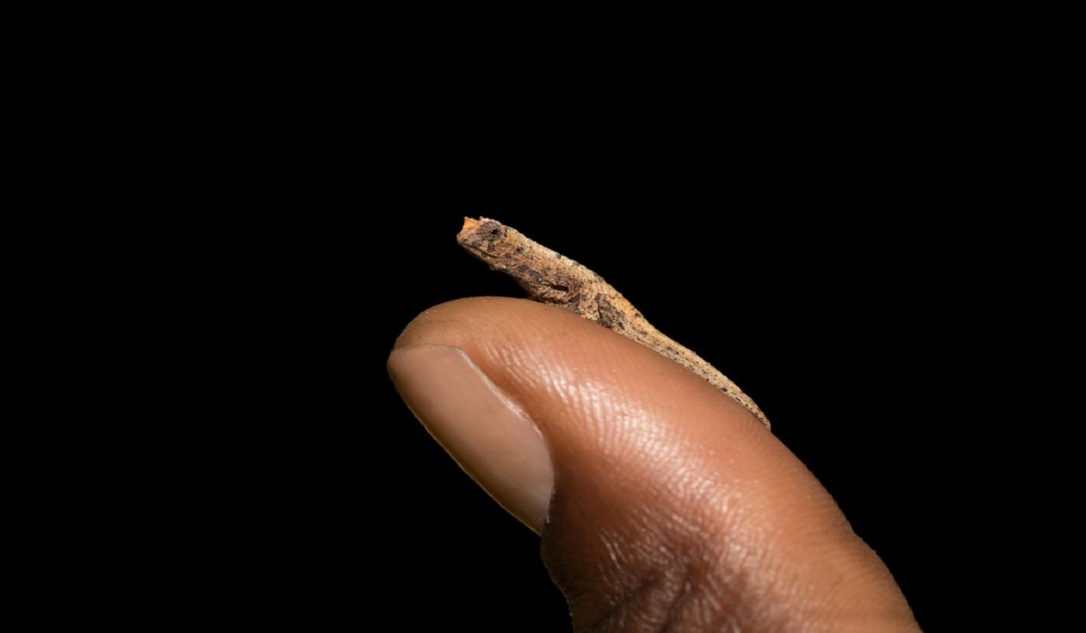 Smallest reptile on earth discovered in Madagascar